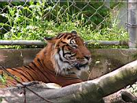 Tigre du Bengale (03)